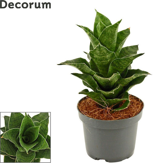 Σανσιβέρια "sansevieria-mahanakorn" 18 Εκ