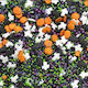 Sprinklicious Γυαλιστερό Halloween Τρομακτικομίξ 80γρ E171 Free