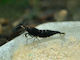 Neocaridina Davidi Schwarze Rose