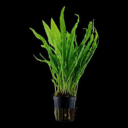 Microsorum Pteropus Sp Petite Microsorum Pteropus Sp Petite