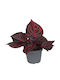 Ιρεσίνη Iresine Herbstii Bloodleaf