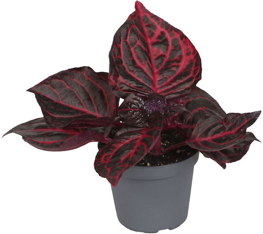Ιρεσίνη Iresine Herbstii Bloodleaf