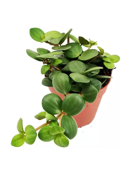 Peperomia Peperomia Tetraphylla Hope Peperomia Peperomia Tetraphylla Hope