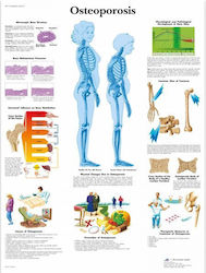 3b Scientific Medical Consumable