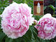 Άρωμα Peony 50ml