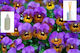 Gerakis Gerakis Aromatisches Violett Öl 200ml 0...