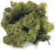 Icelandic Moss Light Green 100 Gr