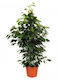 Φικος Μπενζαμιν Ficus Benjaminα Υψοσ>1m