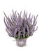 Calluna Vulgaris Garten Mädchen Lila