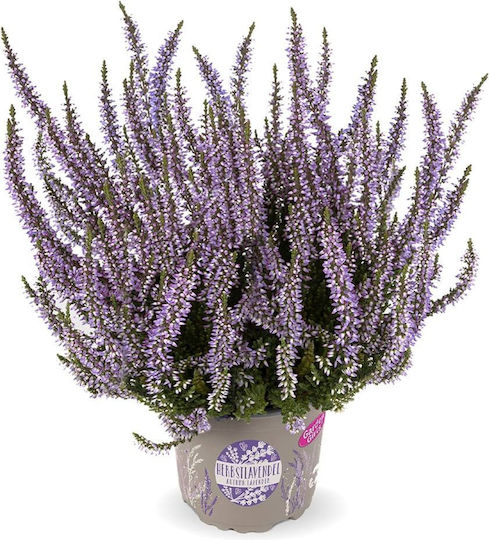 Калуна Calluna Vulgaris Garden Girls Лилава