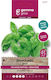 Busuioc Italian Mediu Basil Gemma
