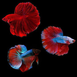 Monomachos Male Halfmoon Various Colors