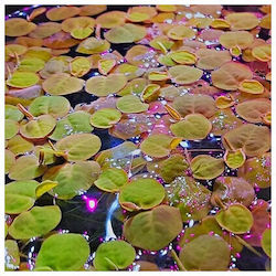 Phyllanthus Fluitans Live Aquarium Plants