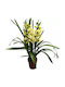 Cymbidium Limette Sunshine Sue 3-4 Stiele Aromatisch