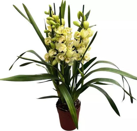 Cymbidium Lime Sunshine Sue 3-4 Stems Αρωματικη Cymbidium Lime Sunshine Sue 3-4 Stems Αρωματικη