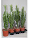 Euphorbia Acruensis XL