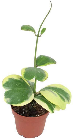 Hoya Kerrii Variageta Exterior 12cm