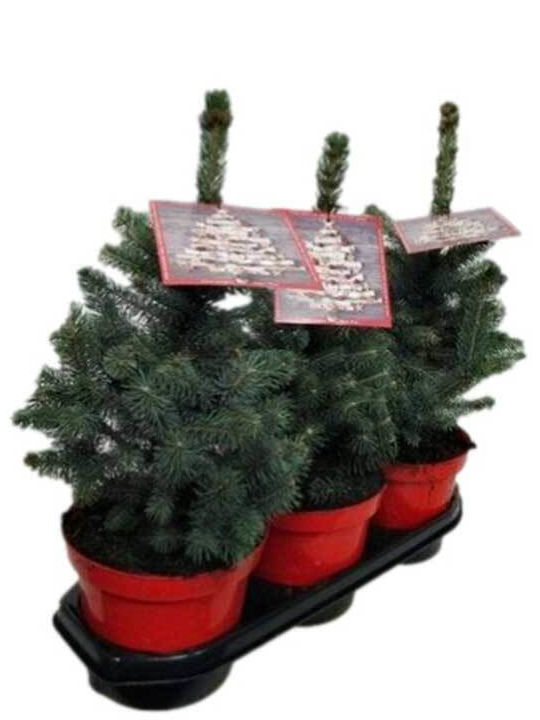 Picea 'super Blue’ 23cm Picea 'super Blue’ 23cm