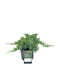 Γιουνίπερο Juniperus Procumbens Nana