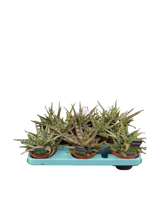 Aloe Somaliensis 10.5cm Aloe Somaliensis 10.5cm