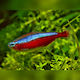 Tetra Cardinal L