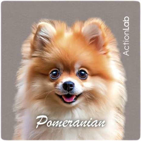 Μαγνητάκι Ψυγείου Action Lab Pomeranian
