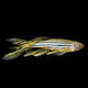 Danio Rerio Langflosse