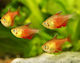 Hyphessobrycon Flammeus Orange