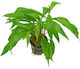 Stoffels Hygrophila Ringens 'Salicifolia'