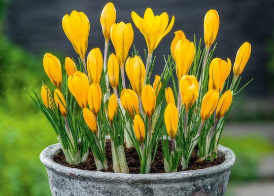 Крушки Crocus 5 Бр Размер 7/8 и 10/+ Крушки Crocus 5 Бр Размер 7/8 и 10/+