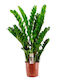 Oem Ζάμια Ή Ζαμιοκούλκας Zamioculcas Zamiifolia 4 Lt 80/90