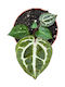 Ανθούριο Anthurium Red Crystallinum