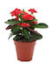 Oem Трънът На Христос Euphorbia Milii 1 Лт 15/20