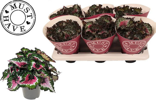 Begonia Frunză Rex Violet Blush