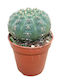 Gymnocalycium Quelianum 5.5cm