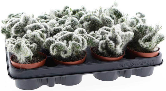 Opuntia Vestita Cristata 8,5cm