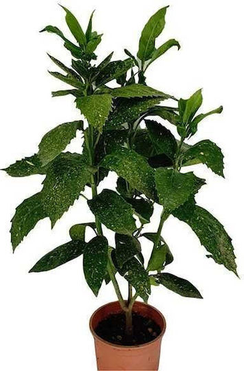 Aukuba Aucuba Japonica Înălțime 35cm Diametru 12cm