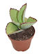 Kalanchoe Synsepala 8.5cm