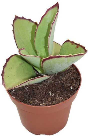 Kalanchoe Synsepala 8,5 cm