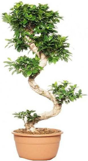 Bonsai Ficus Ginseng Î:75cm Ø25cm