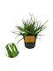 Aloe 'spider' 10.5cm