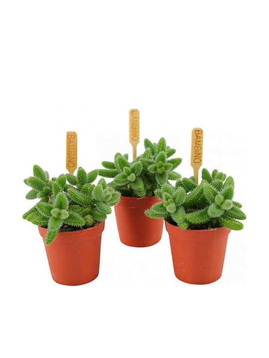Delosperma Echinatum 5.5cm Delosperma Echinatum 5.5cm