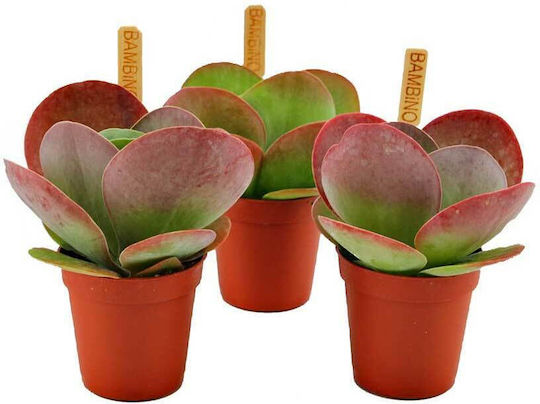Kalanchoe Thyrsiflora 5,5 cm