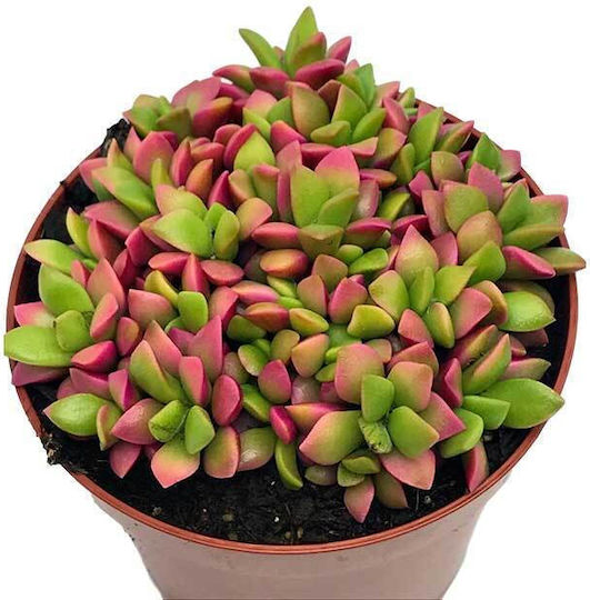 Anacampseros 'Variegata' 8,5 cm