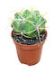 Gymnocalycium Monvillei 5.5см