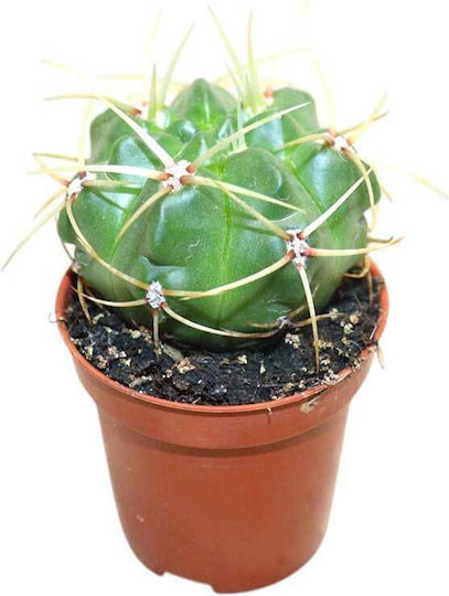 Gymnocalycium Monvillei 5.5см