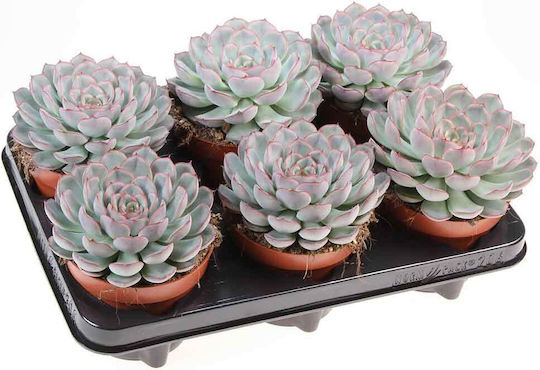 Echeveria 'Mystery' 12cm