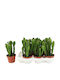 Euphorbia Triangularis 10,5 cm