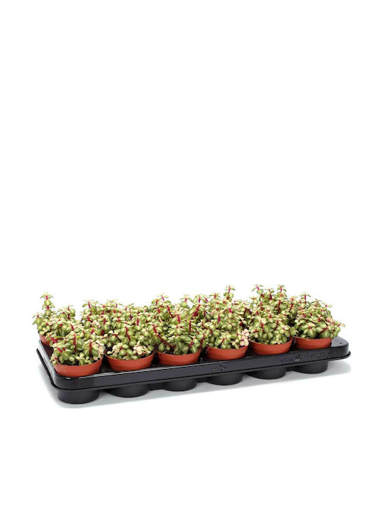 Portulacaria 'mediopicta' 8.5cm