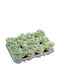 Adromischus Cristatus 8,5 cm